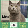 adoptable Cat in winchendon, MA named Mike