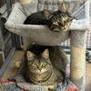 adoptable Cat in , MA named Franklin & Joey