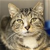 adoptable Cat in winchendon, MA named Toby