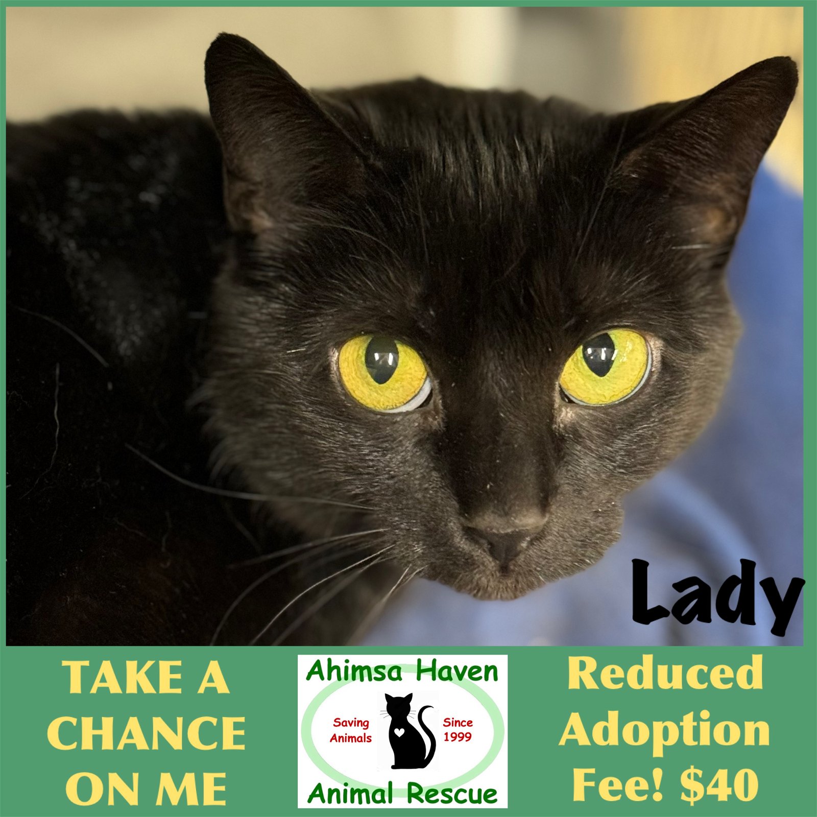 adoptable Cat in Winchendon, MA named Lady