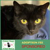 adoptable Cat in Winchendon, MA named Lady