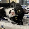 adoptable Cat in , MA named Pear