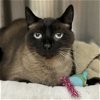 adoptable Cat in , MA named Dasher
