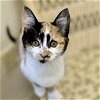 adoptable Cat in , MA named Widget