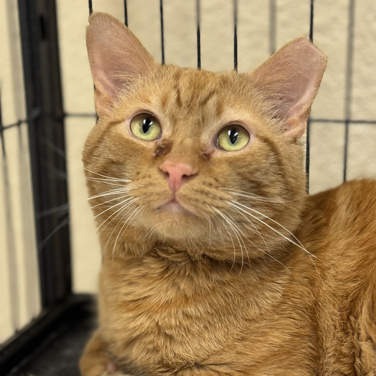 adoptable Cat in Winchendon, MA named Tango