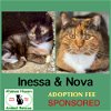 adoptable Cat in  named Nova & Inessa