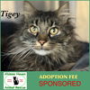 adoptable Cat in , MA named Tigey