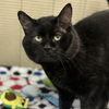 adoptable Cat in , MA named Jasper