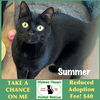 adoptable Cat in Winchendon, MA named Summer