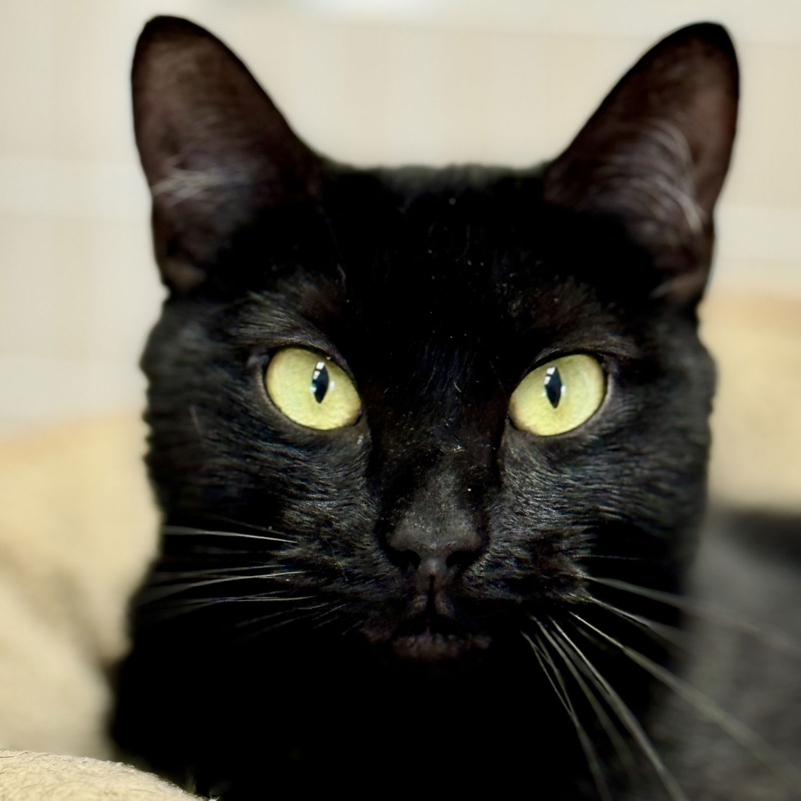 adoptable Cat in Winchendon, MA named Shadow