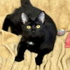 adoptable Cat in Winchendon, MA named Duke