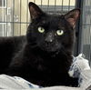 adoptable Cat in Winchendon, MA named Lewis