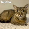 adoptable Cat in Winchendon, MA named Tabitha