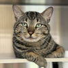 adoptable Cat in Winchendon, MA named Purlock Holmes