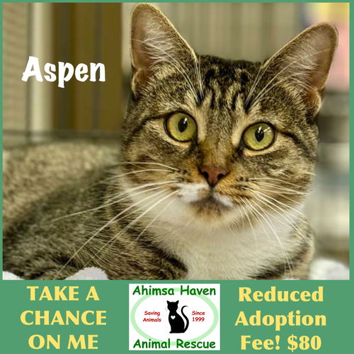 picture of the cat needing adoption