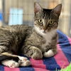 adoptable Cat in , MA named Aspen