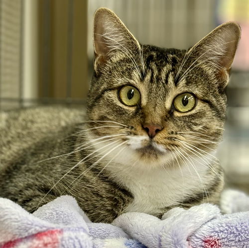picture of the cat needing adoption