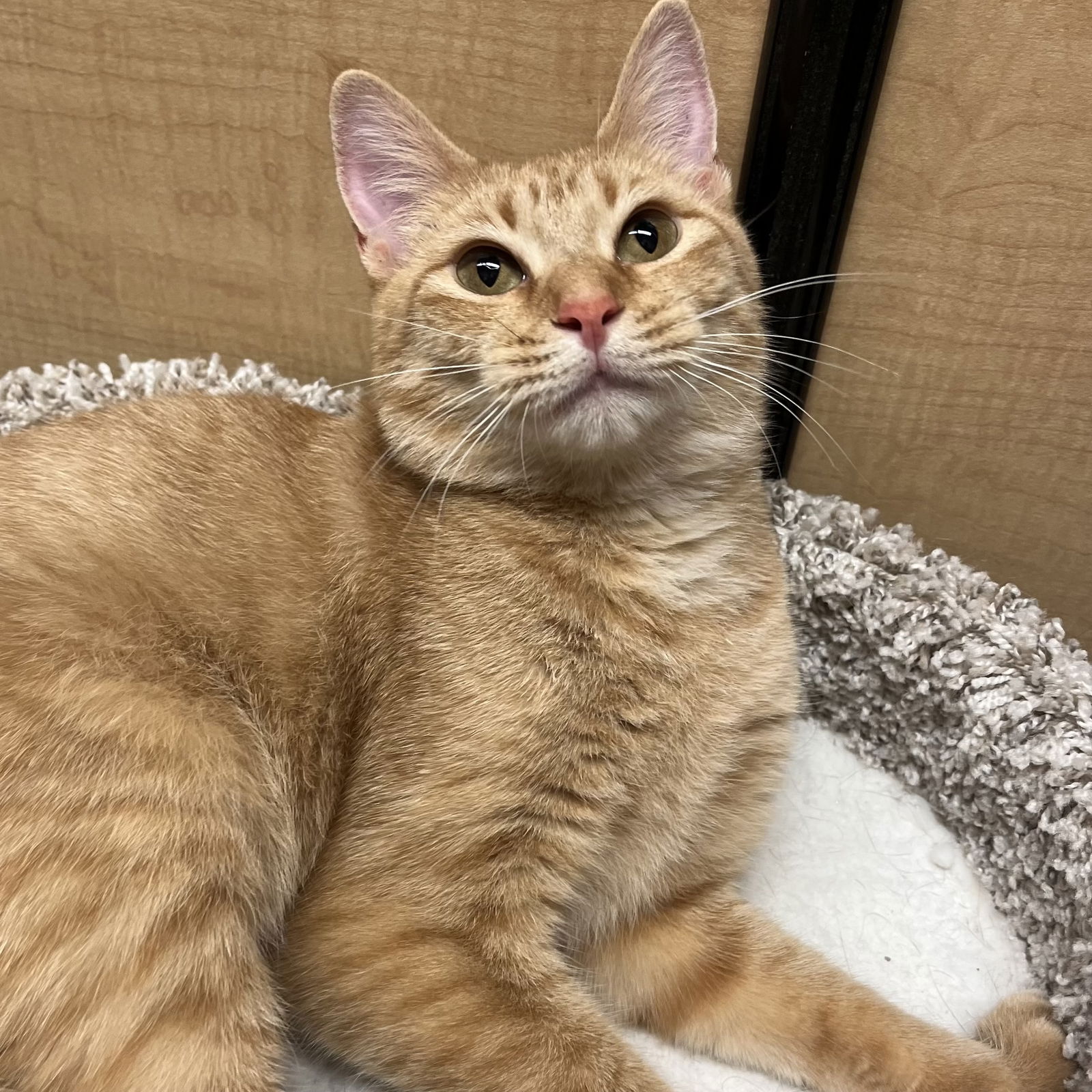 adoptable Cat in Leominster, MA named Summer