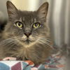 adoptable Cat in , MA named Adeline