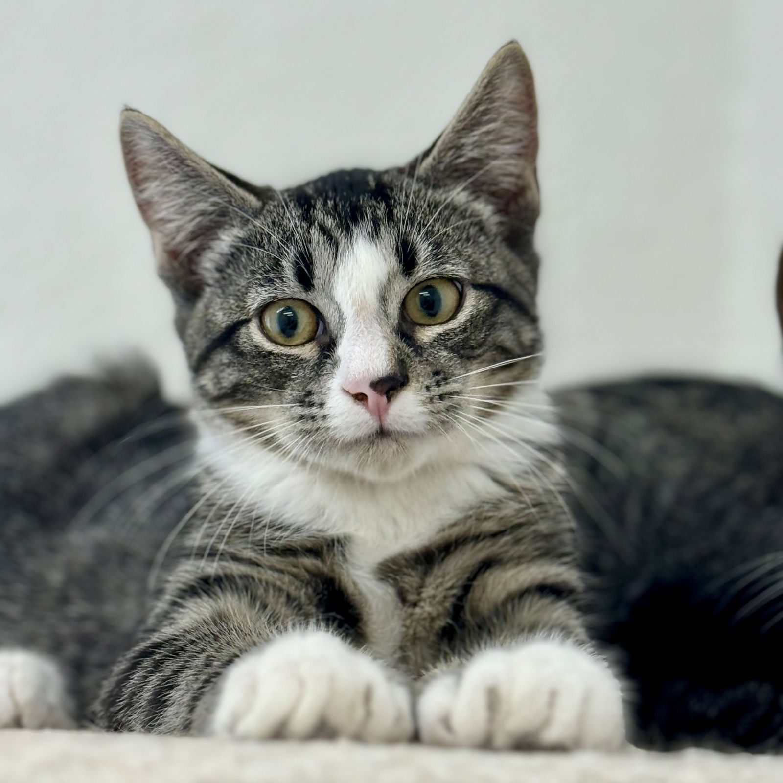 adoptable Cat in Winchendon, MA named Hobbs