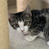 adoptable Cat in Winchendon, MA named Bobbi