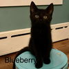 adoptable Cat in  named Blueberry