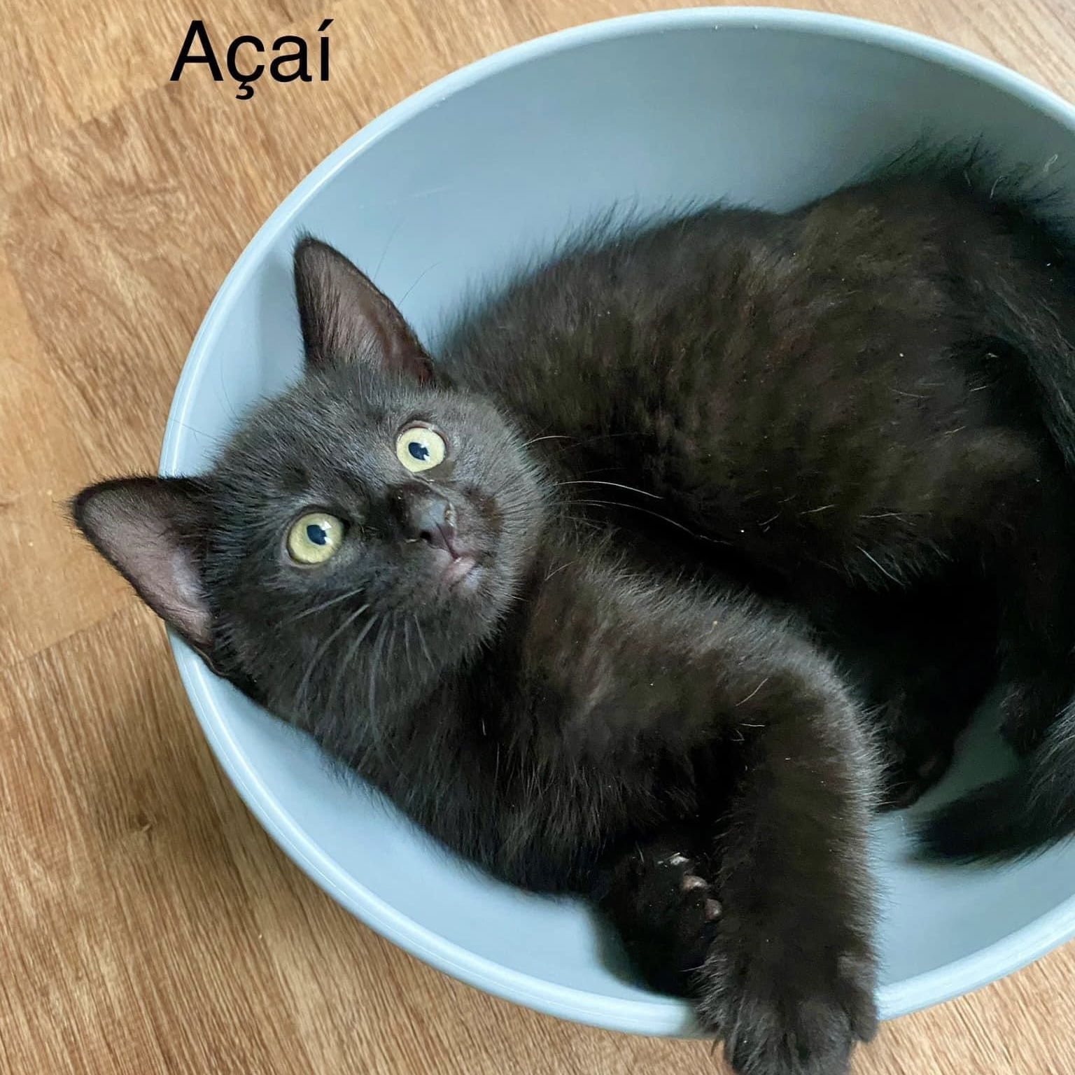 adoptable Cat in Winchendon, MA named Acai