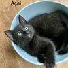 adoptable Cat in , MA named Acai