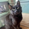 adoptable Cat in Winchendon, MA named Mulberry