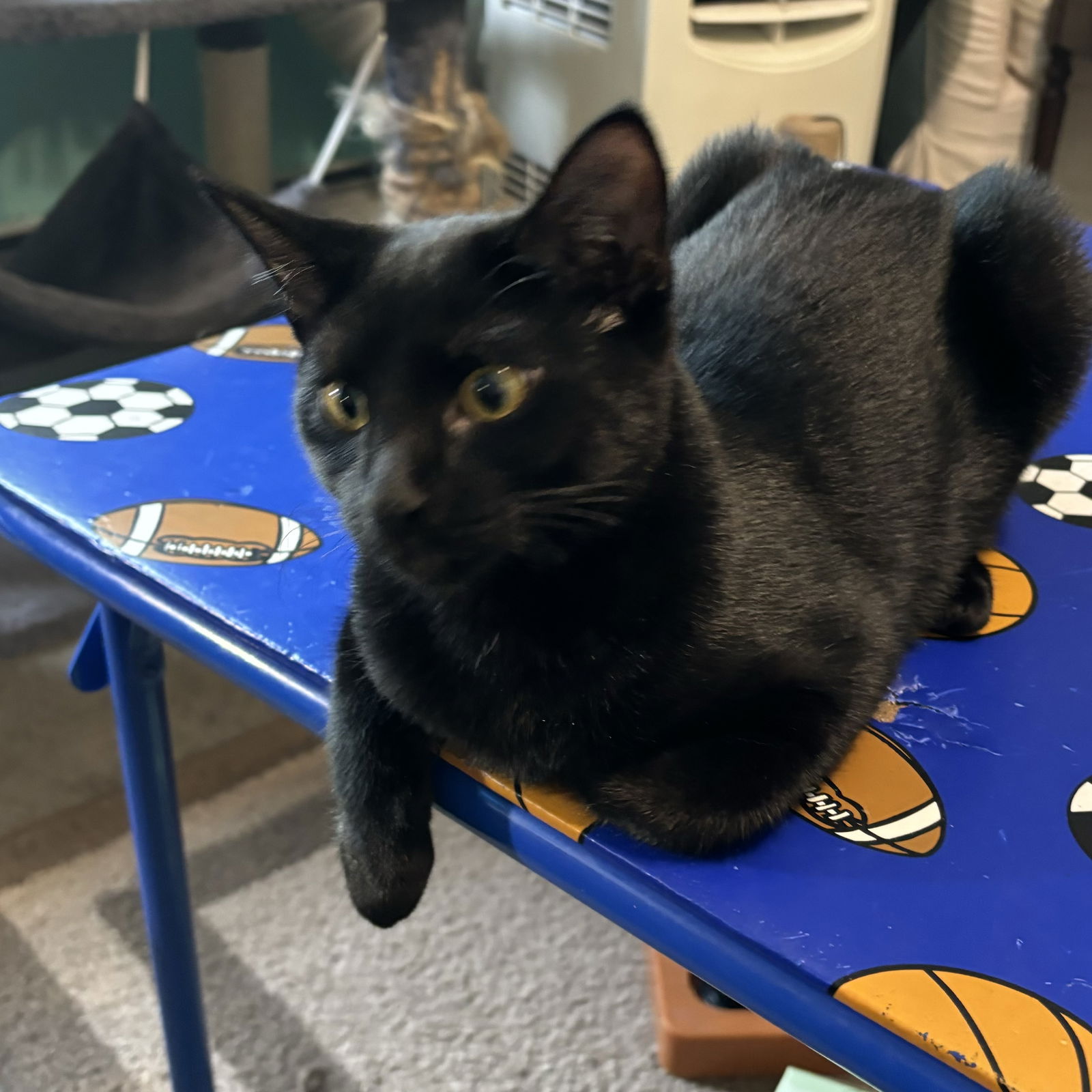 adoptable Cat in Winchendon, MA named Star