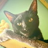 adoptable Cat in Winchendon, MA named Shadow