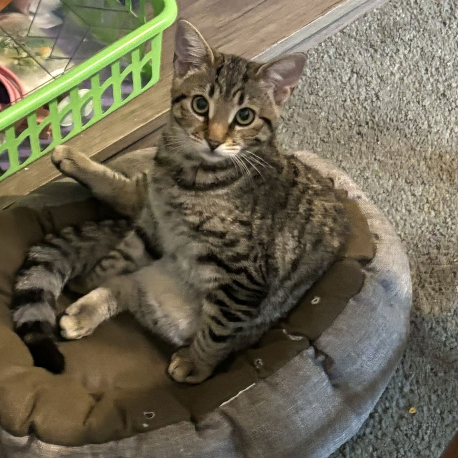 adoptable Cat in Winchendon, MA named Sky