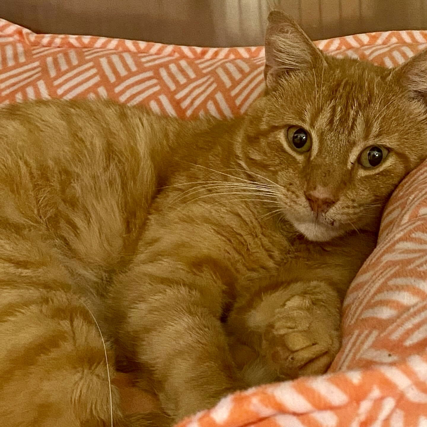 adoptable Cat in Winchendon, MA named Rusty