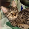 adoptable Cat in , MA named Chester