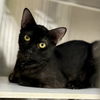 adoptable Cat in , MA named Junebug