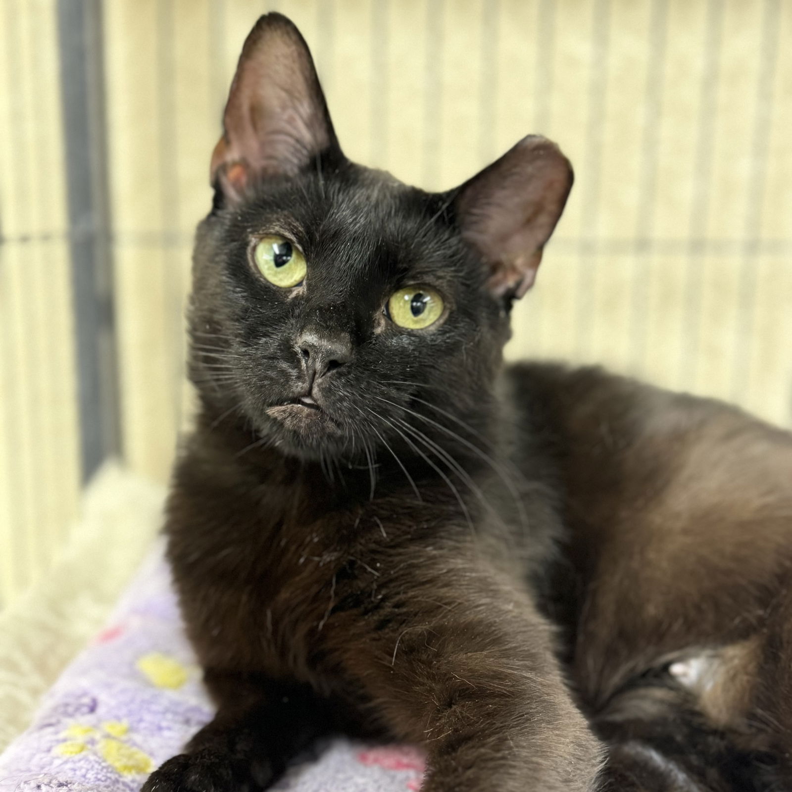 adoptable Cat in Winchendon, MA named Sparky