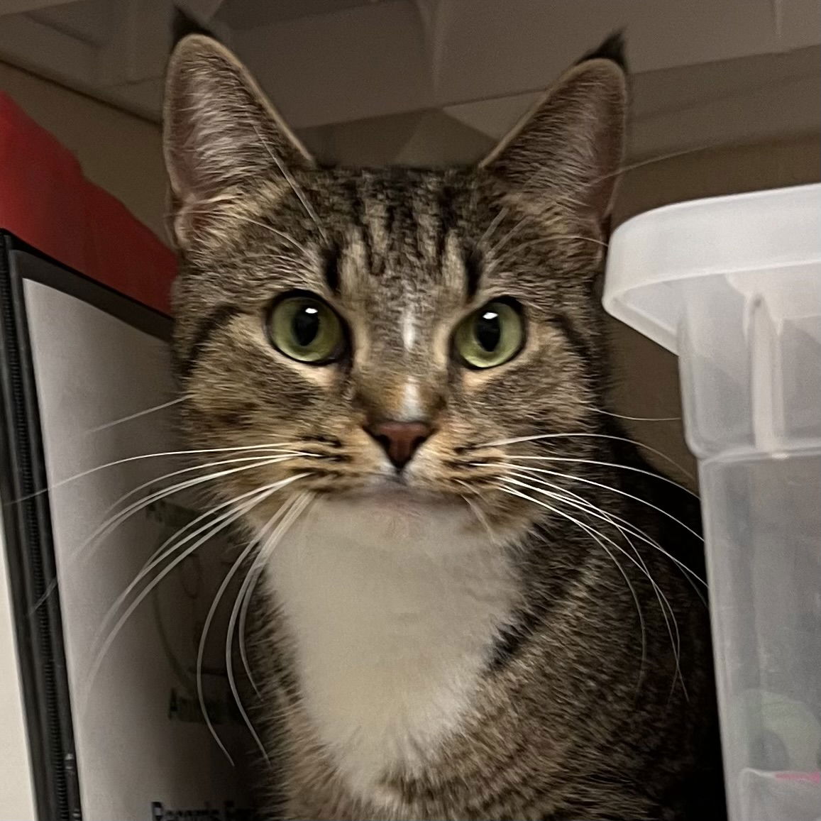 adoptable Cat in Leominster, MA named Tibby