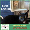 adoptable Cat in , MA named Ghost & Sarah