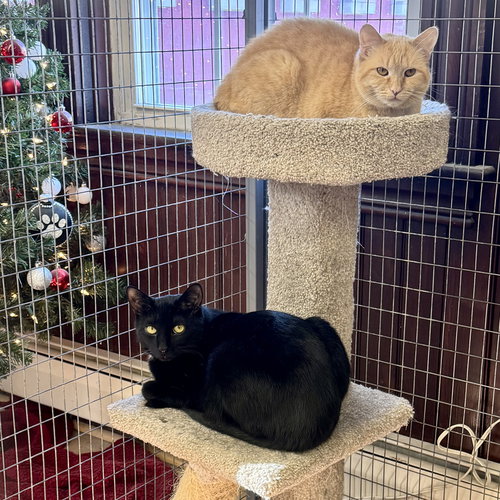 GHOST & SARAH - Domestic Short Hair available for adoption