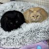 Ghost & Sarah - Photo 3