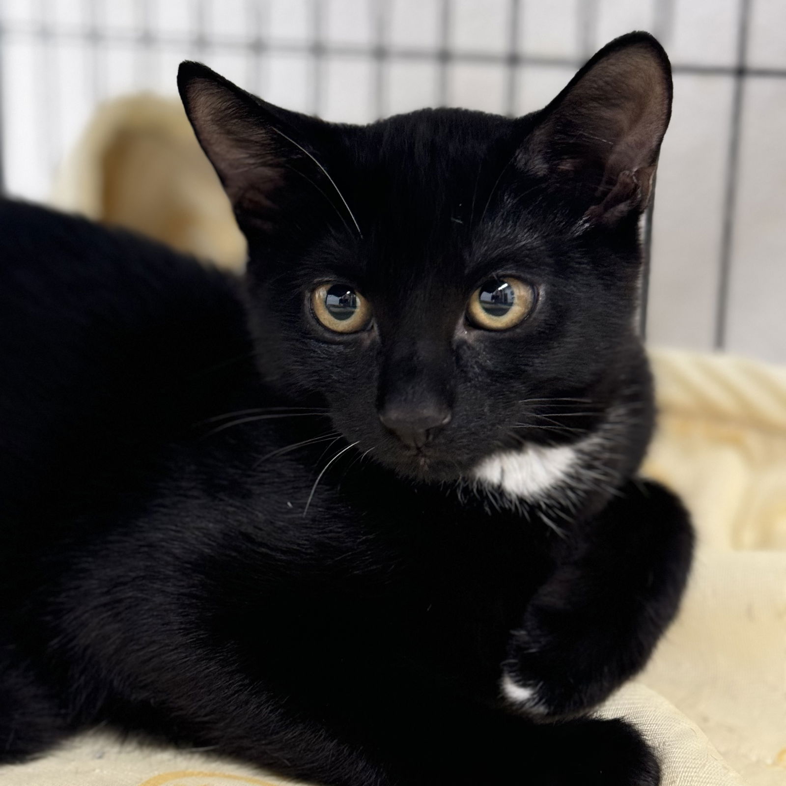 adoptable Cat in Winchendon, MA named Ghost