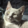 adoptable Cat in , MA named Greyson