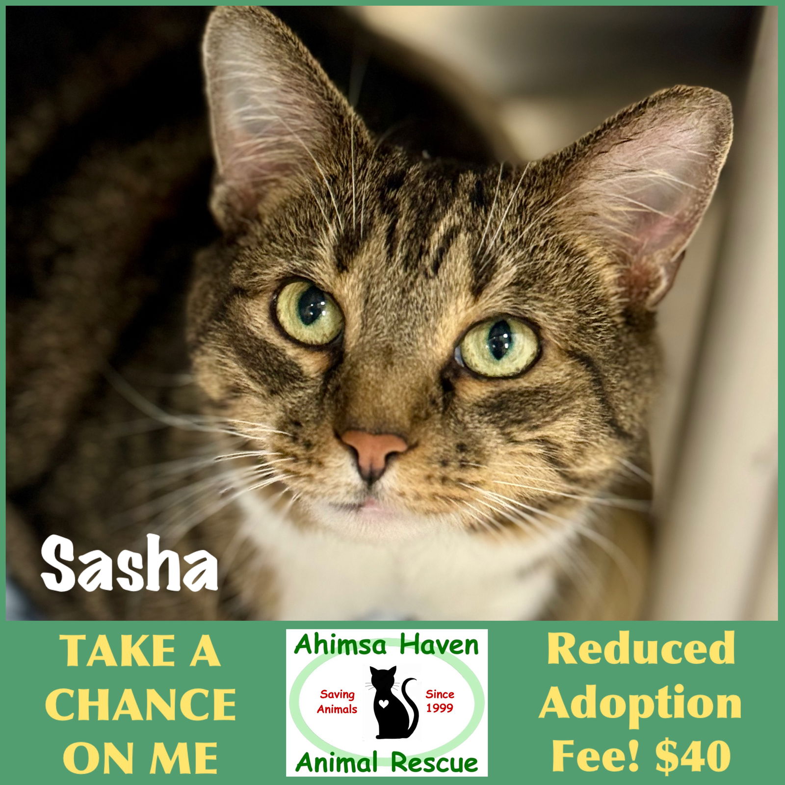 adoptable Cat in Winchendon, MA named Sasha