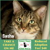 adoptable Cat in , MA named Sasha