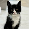 adoptable Cat in , MA named Topher