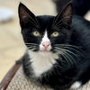 adoptable Cat in , MA named Tippy