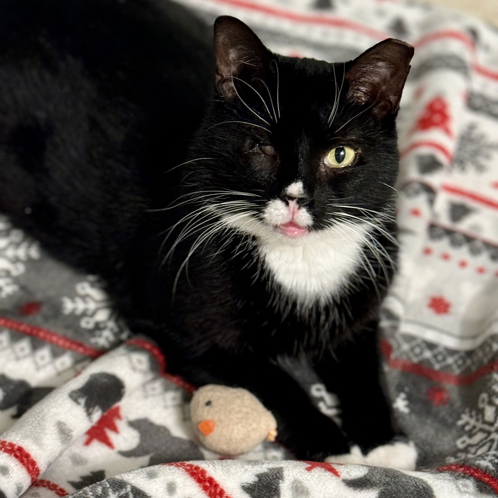 adoptable Cat in Winchendon, MA named Frosty