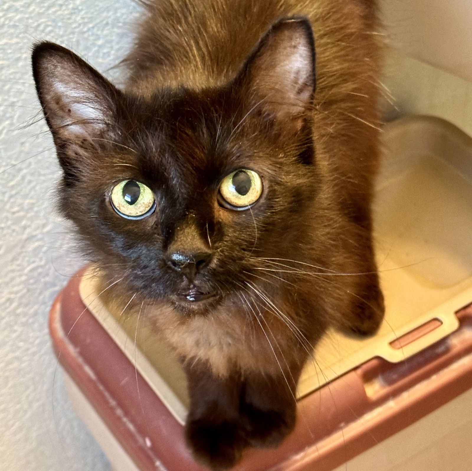 adoptable Cat in Winchendon, MA named Daphne