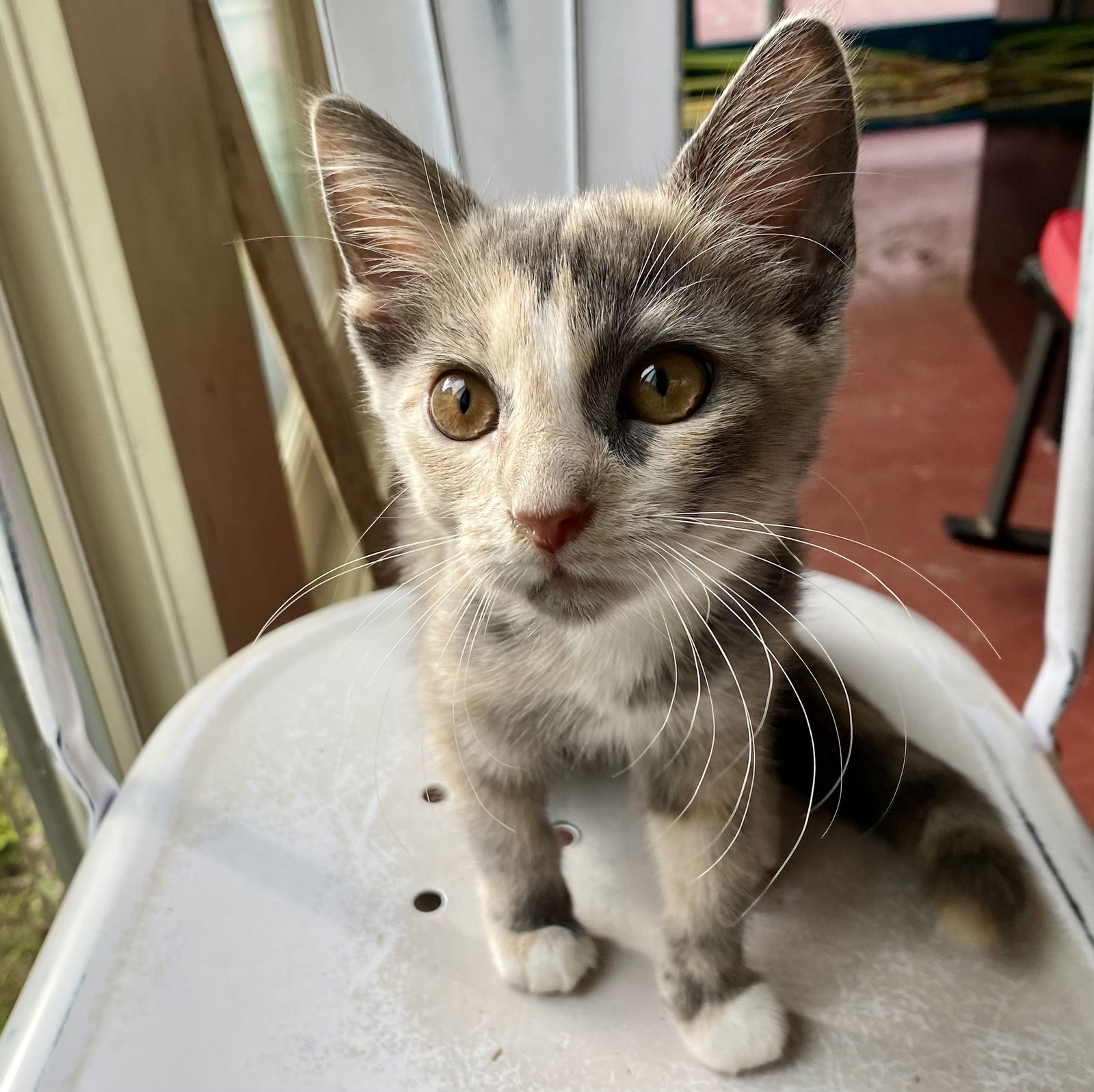 adoptable Cat in Winchendon, MA named Peaches