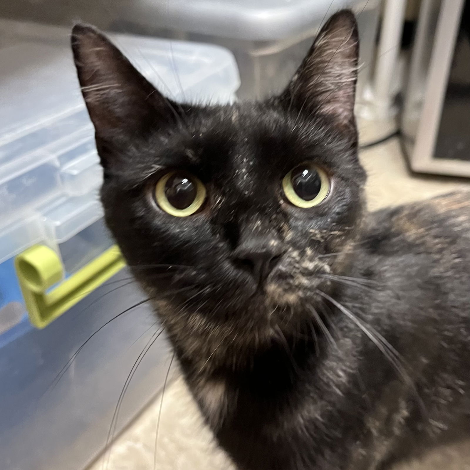 adoptable Cat in Leominster, MA named Beatrice